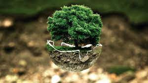 REFORESTAR