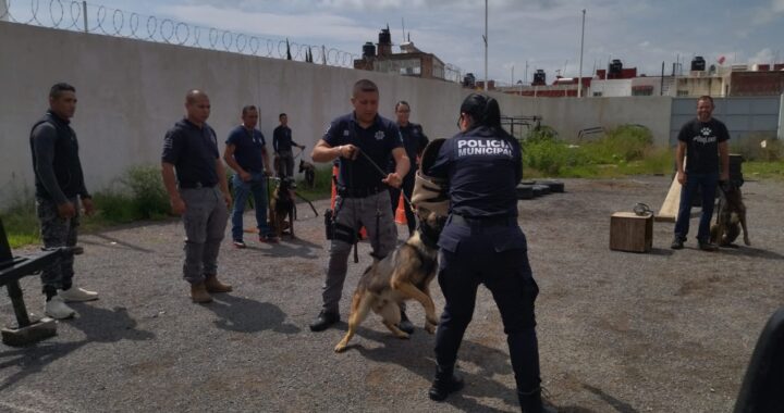 Fortalecen la Unidad Canina K-9 con más elementos