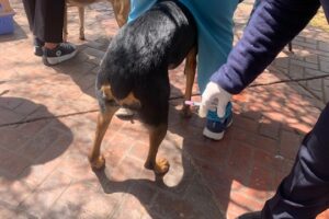 El próximo jueves habrá campaña de vacunación contra la rabia en el CECAA