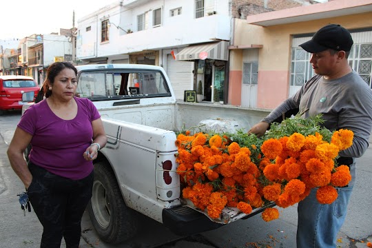 Cempasúchil, la flor del sol, el camino entre la vida y la muerte