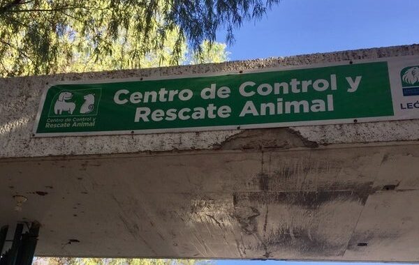 Alcaldesa de León no puede presumir que su gobierno es animalista: Verde