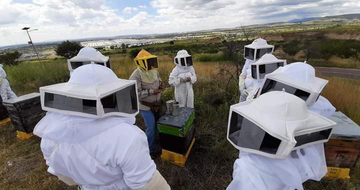 Fomentan crianza de abejas en Guanajuato Capital