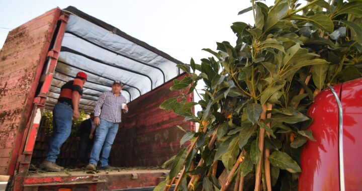 Entregan 7 mil 299 árboles para impulsar la economía en 14 comunidades