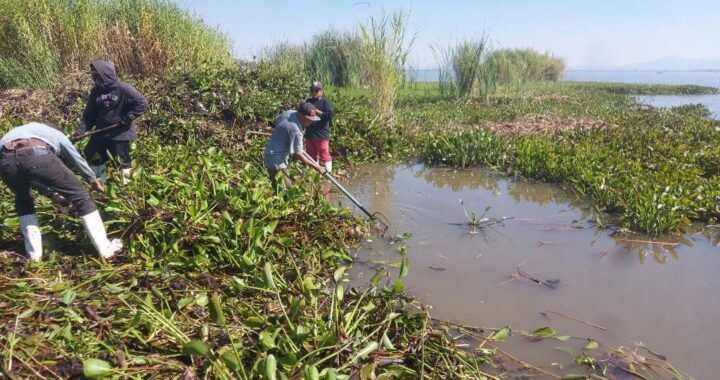 Hay que revisar las descargas de materia orgánica en la laguna de Yuriria