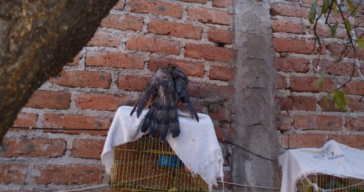 Rescata Policía Ambiental un gavilán de Cooper en el fraccionamiento Villas de Guanajuato