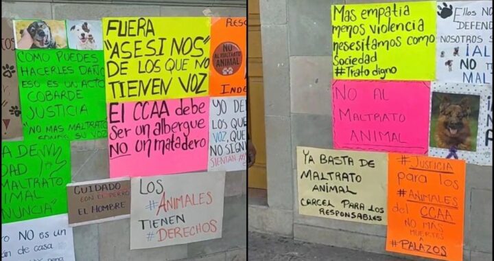 Pide Melanie Murillo investigar a fondo maltratos animales en Silao