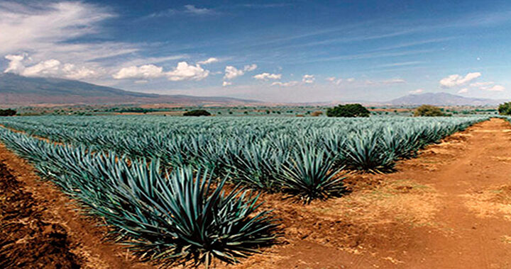 Robo de agave disminuye por baja en los costos de la planta
