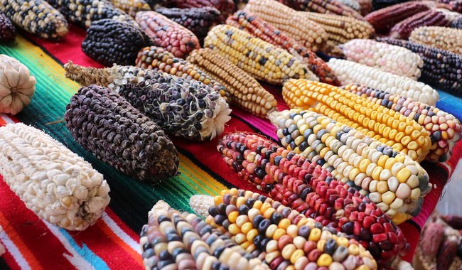La Colmena presenta Tlaxcalli, un corto documental que aborda la importancia de la nixtamalización