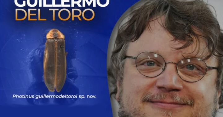 Brilla el nombre de Guillermo del Toro, en nueva especie de luciérnaga*