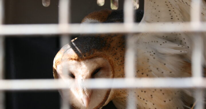 Alberga Guanajuato, nuevas especies de fauna