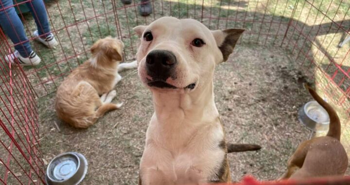 Llaman a no regalar mascotas para evitar el abandono