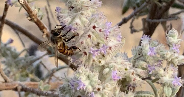 Pide PC no dañar los enjambres de abejas para prevenir ataques
