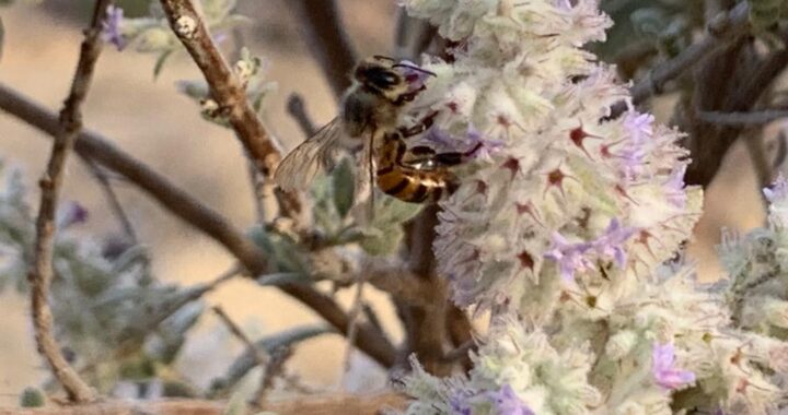 Pese a efectos climáticos se logró evitar la muerte de las abejas en la entidad