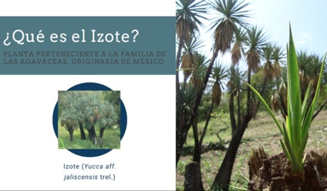 Conoce el proyecto Azul Izote Mexicano