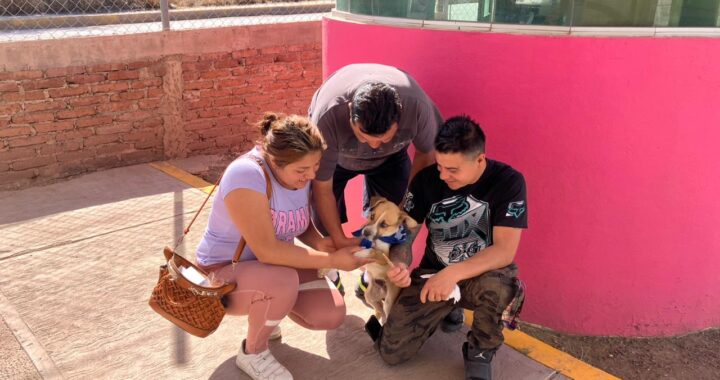 Dan en adopción a más de 250 perritos en la capital
