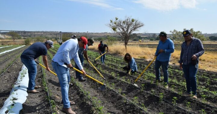 Hay más municipios con daños en el campo por lluvias
