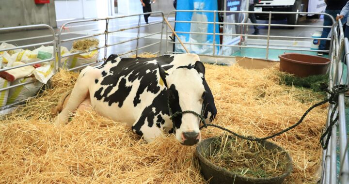 Destacan a productores guanajuatenses de leche en la Expo Lac del Bajío 2023