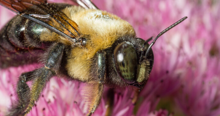 Destinó secretaría del Campo del estado, 4MDP para la apicultura en 2025