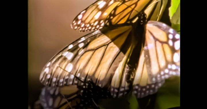 El Forum Cultural Guanajuato presentará cuatro documentales mexicanos de la Filmoteca de la UNAM