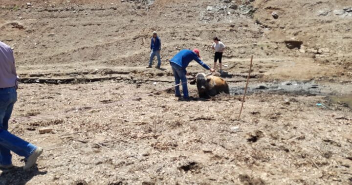 Rescatan a toro de atolladero en Presa de Mata