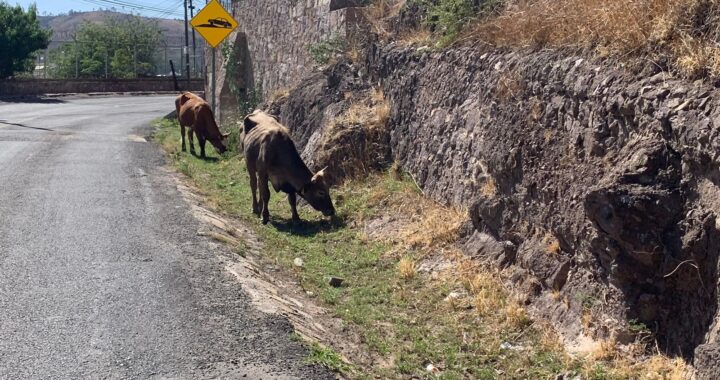 Accidentes ocasionados por vacas deben atenderse de manera transversal