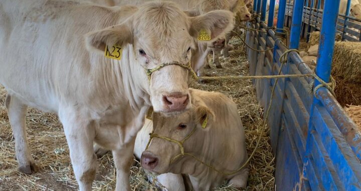 Inicia la 4ta Expo Agrícola-Pecuaria de la capital