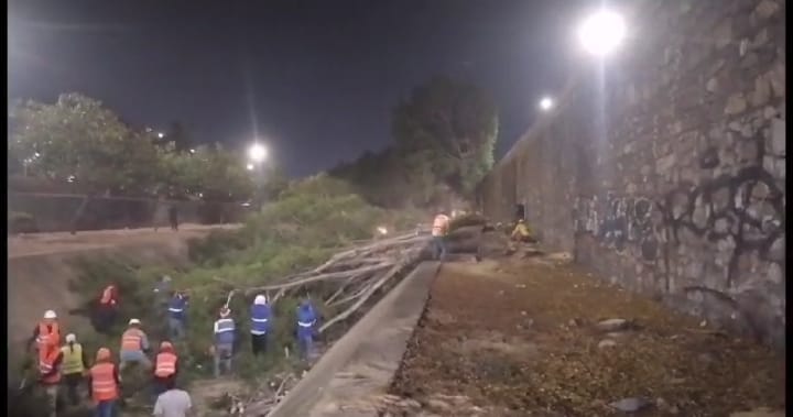 Tala de árboles en León es una incongruencia de un gobierno «ambientalista»
