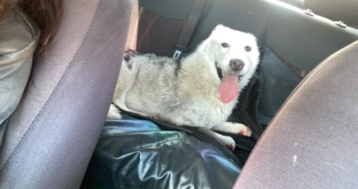 Buscarán aplicar sanciones a quien maltrate a los animales