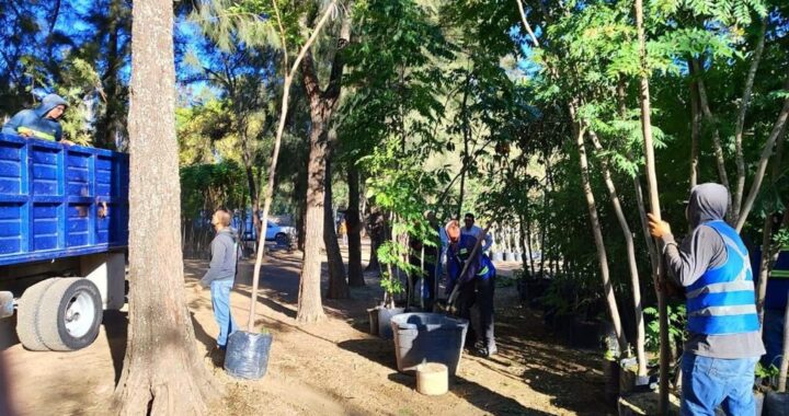 Para remediar tala indebida en Malecón del Río, Municipio inicia reforestación masiva