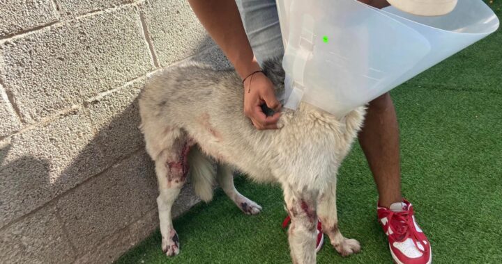 Ratifican denuncia contra motociclista que arrastró a una perrita amarrada del cuello
