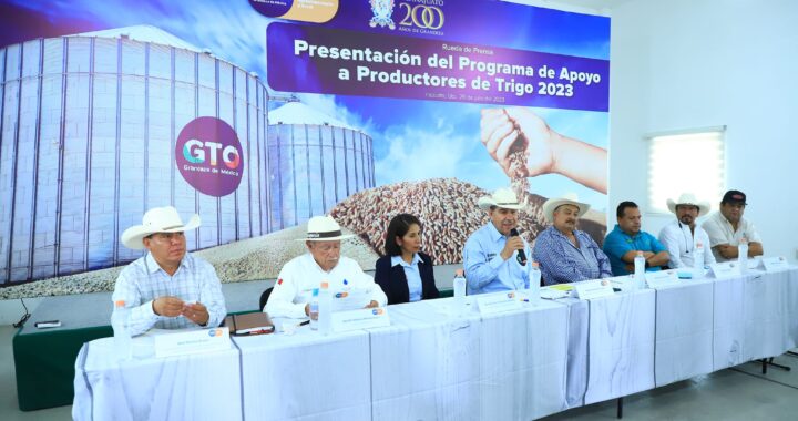 Entregarán apoyos económicos para los productores guanajuatenses de trigo
