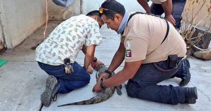 Un cocodrilo en la ciudad de León fue rescatado y llevado al zoológico