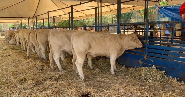 Se necesita atender los puntos zoosanitarios de Guanajuato