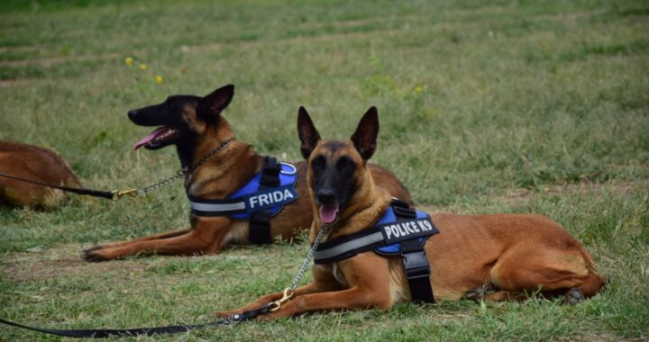 Fortalecen habilidades del grupo especializado K-9 con sesiones de adiestramiento especial