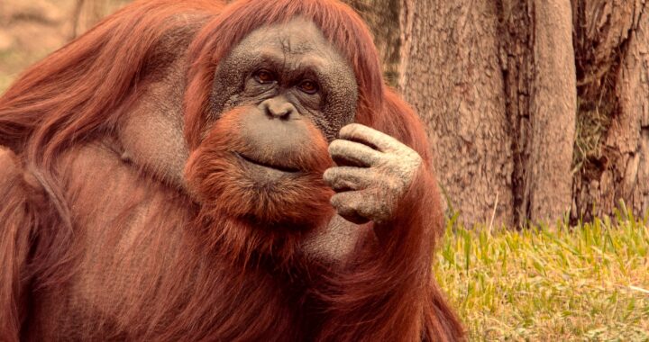 Especies en peligro de extinción tendrán espacio de recuperación en León 