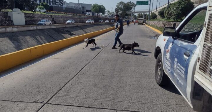 Jaurías matan a 2 personas y dejan anciano herido, en León autoridades capturan a 12 perros 