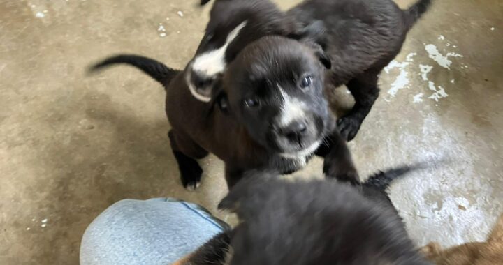 Revisan reglamento animal de la capital para actualizarlo y garantizar un verdadero bienestar