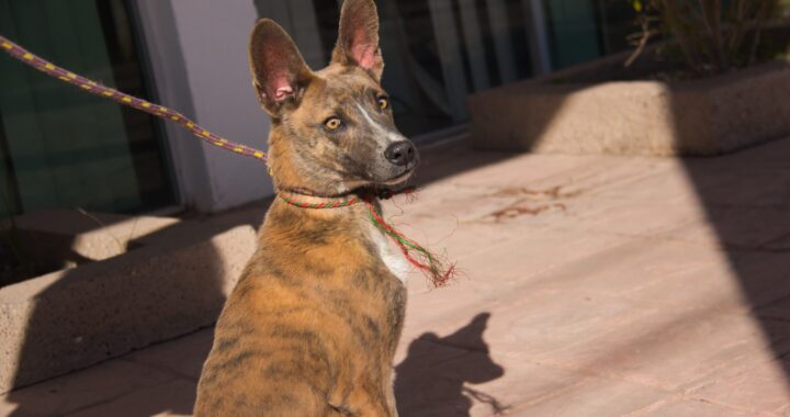 Reglamento de Protección Animal de la capital solo debe ser aprobado por el cabildo