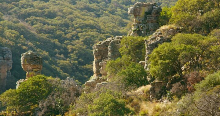 Prohíben actividades ajenas a la reforestación en zonas forestales