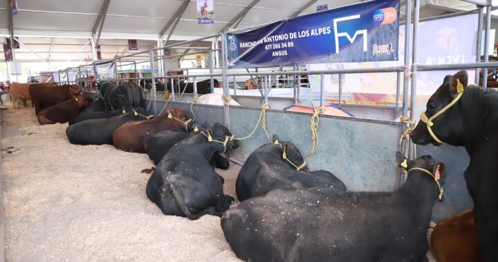 Buscará Expo Ganadera superar ventas del 2023