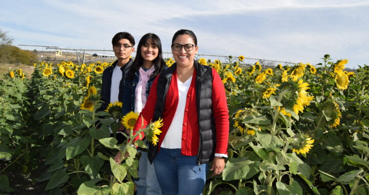 Incursiona UG DICIVA en la producción de girasoles variedad Russian giant   