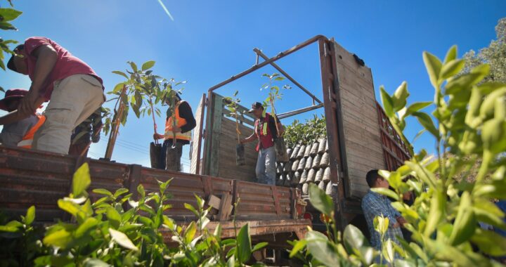 Entregan plantas frutales para el campo capitalino