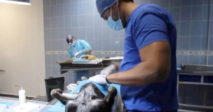 Agenda tu cita para esterilizar gratuitamente a tu mascota en la capital