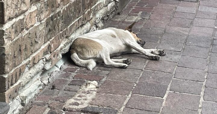 Las Águilas, Las Bateas y Cañada de Bustos, son zonas con más problemas de tenencia de mascotas