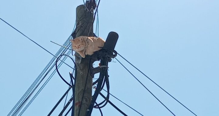 Rescatan a gatito atrapado en lo alto de un poste