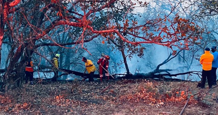 Afectan incendios forestales a especies endémicas