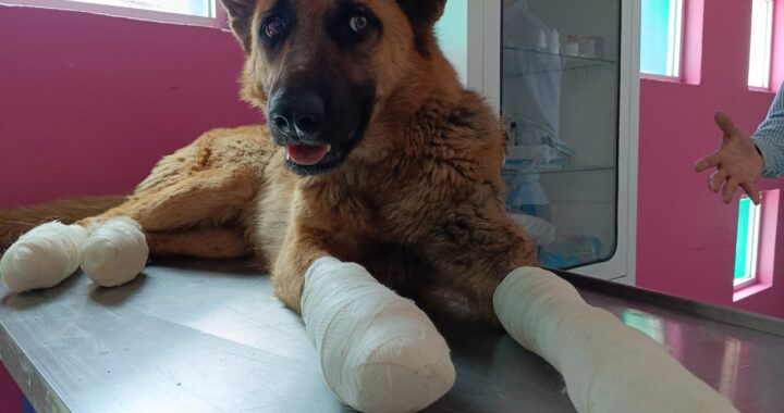 Maltrato animal está penalizado en Guanajuato