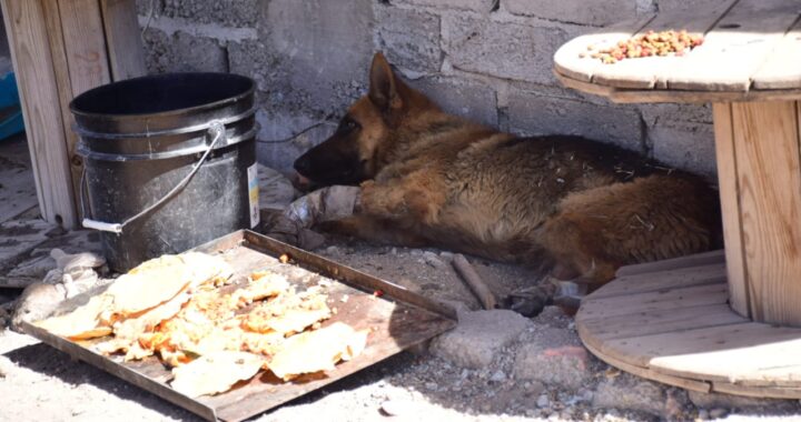 Localizan a responsables de arrastrar a un perrito