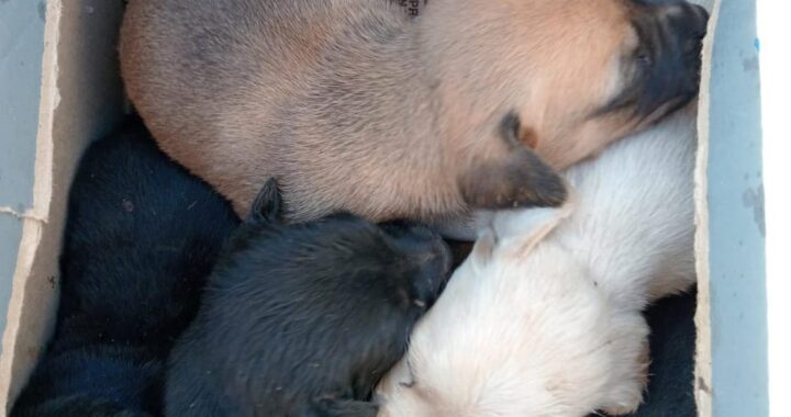Rescatan a 6 cachorritos atrapados en una alcantarilla; serán puestos en adopción