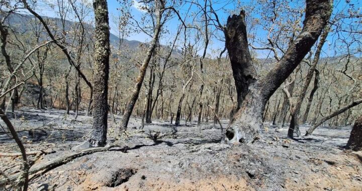 Incendio de Santa Rosa está prácticamente extinto